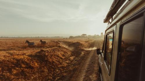 safari por áfrica em luna de miel