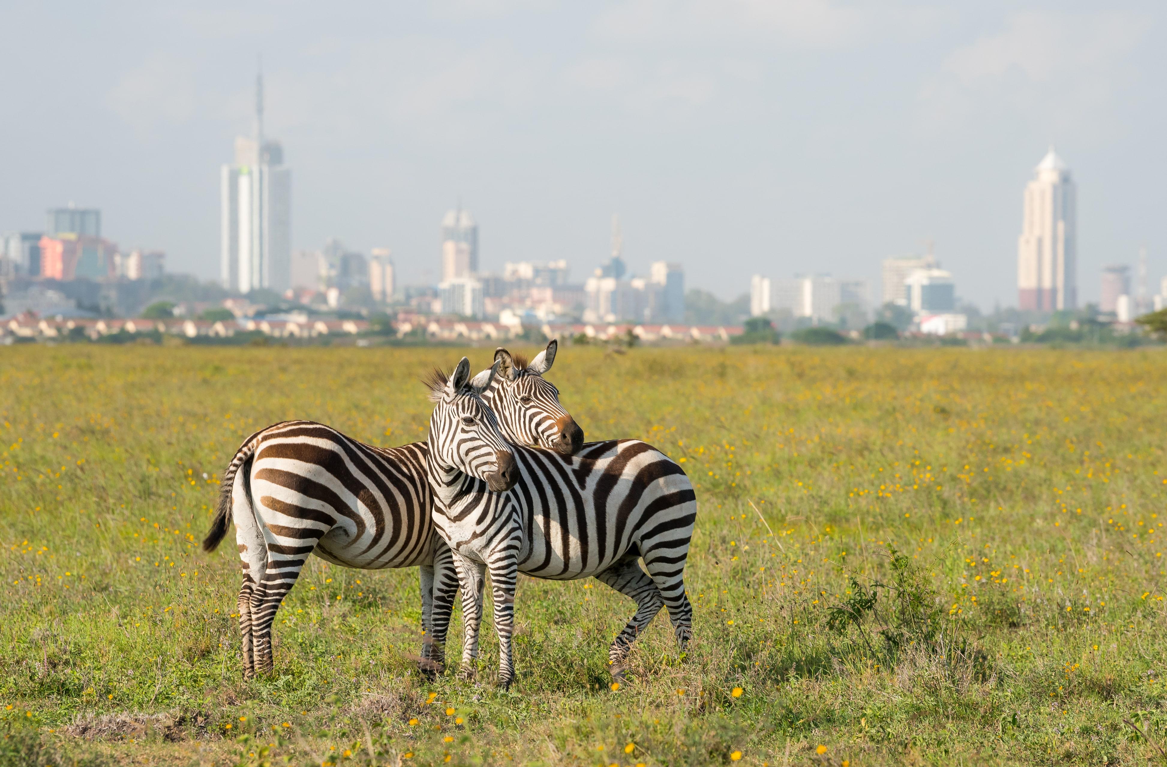 Safari por Nairobi