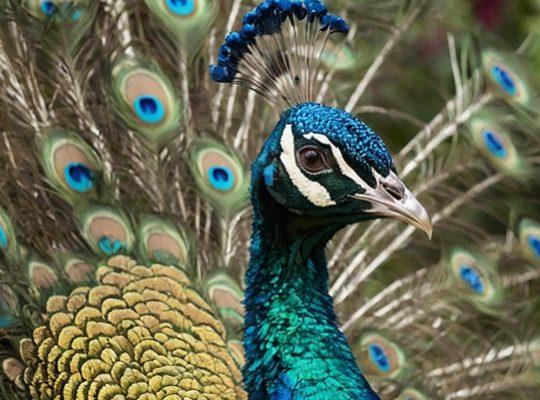 Compra tus entradas para Sendaviva