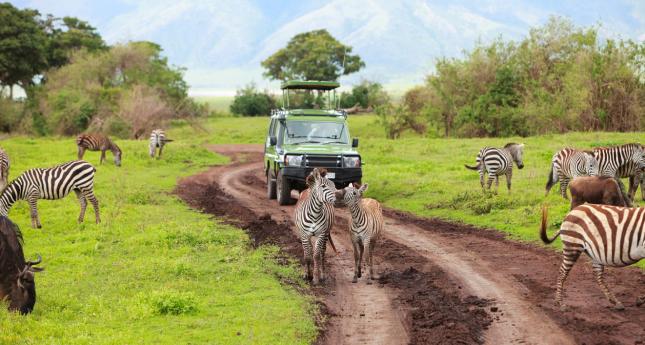 safari viaje de novios